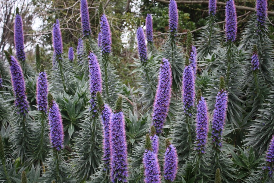Echium candicans