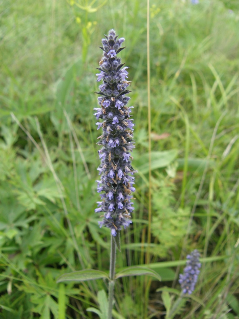 Цветок Эхиум Пилигрим