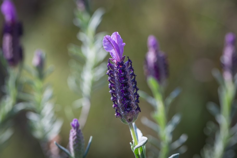 Lavandula multifida