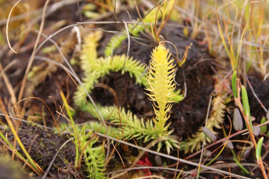 Плаунок заливаемый