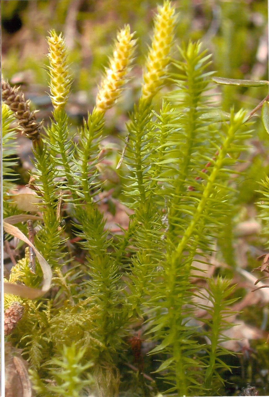 Lycopodium inundatum