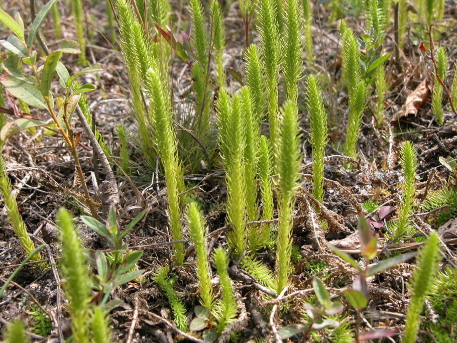 Плаун Баранец