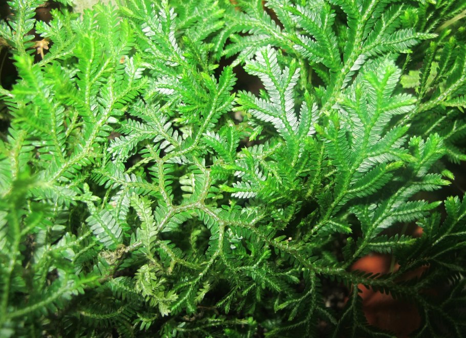 Lycopodium cernuum