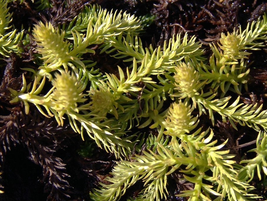 Плаун Баранец