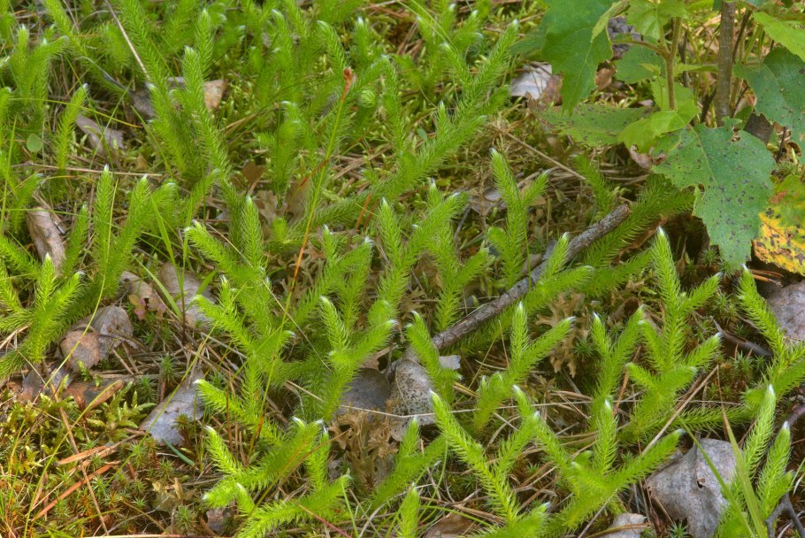 Плаун топяной