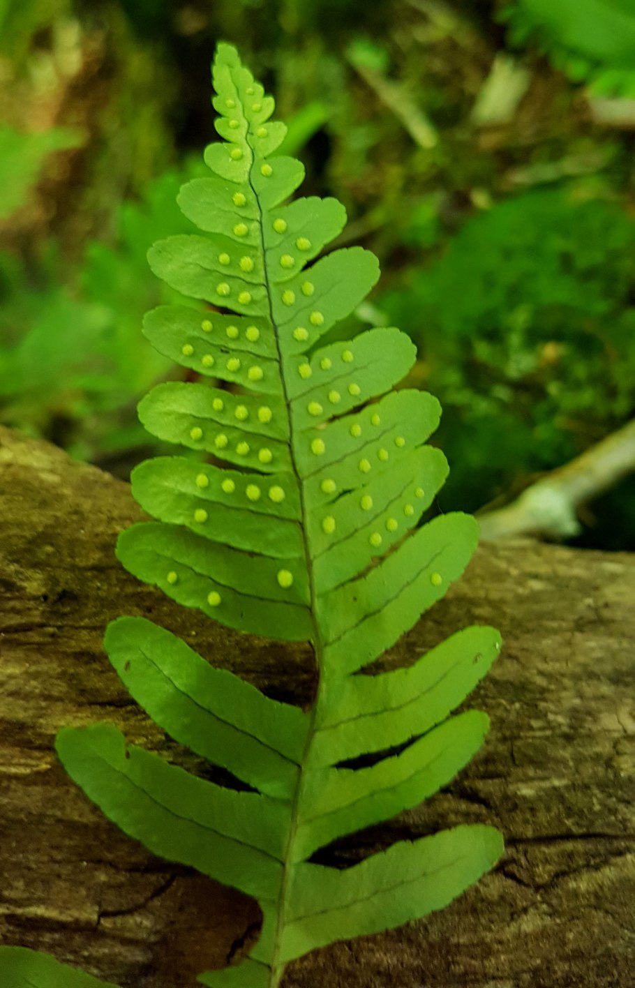 Плаунок плауновидный