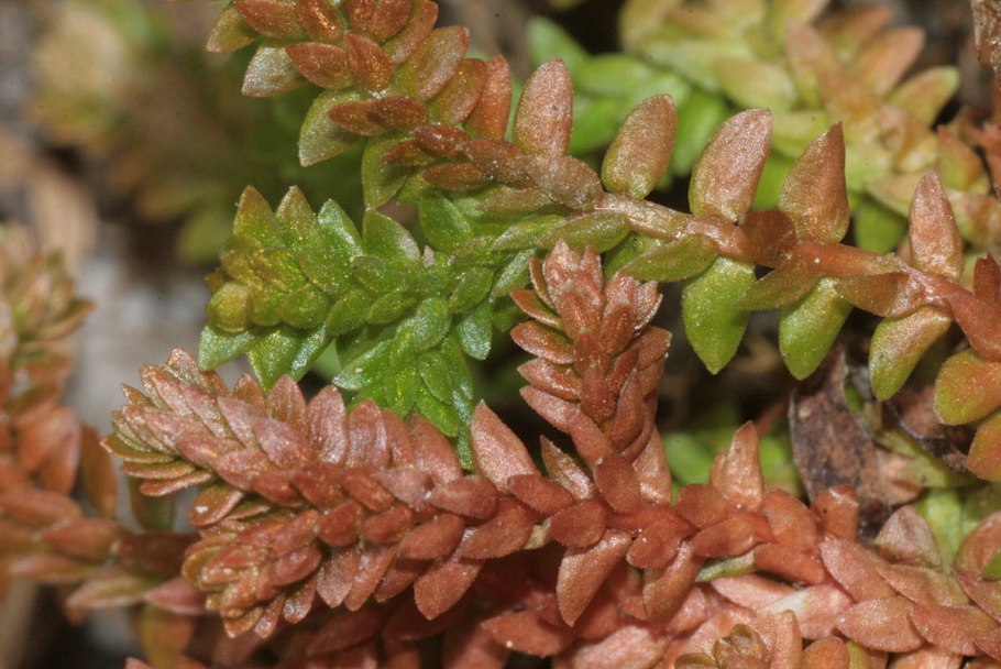 Плауна Lycopodium annotinum