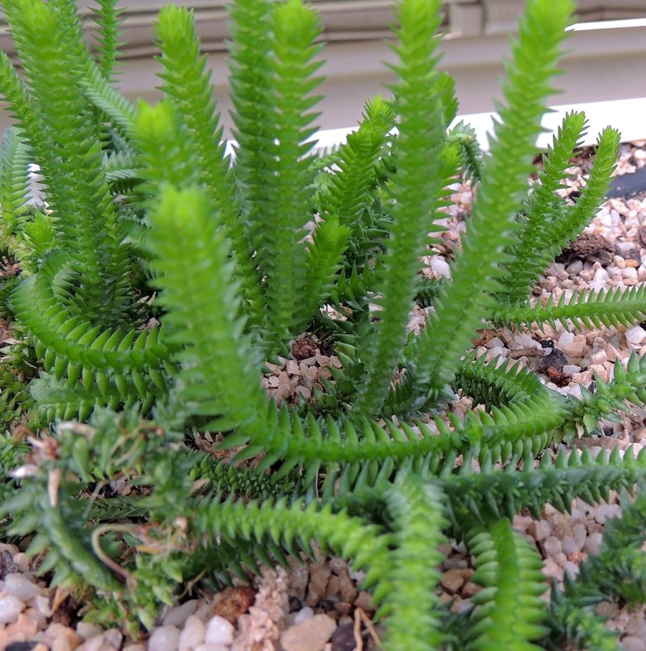 Селагинелла Мартенса (Selaginella martensii)