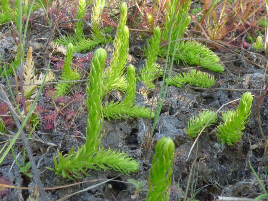Плаун топяной