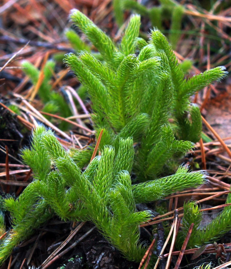Селагинелла Сибирская ( Selaginella sibirica )