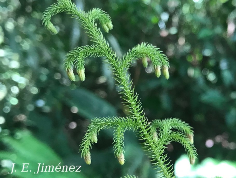 Плаун ликоподий