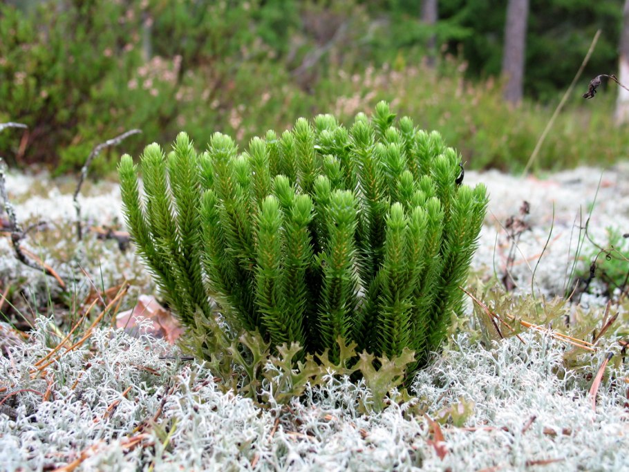 Плаун булавовидный (Lycopodium clavatum)