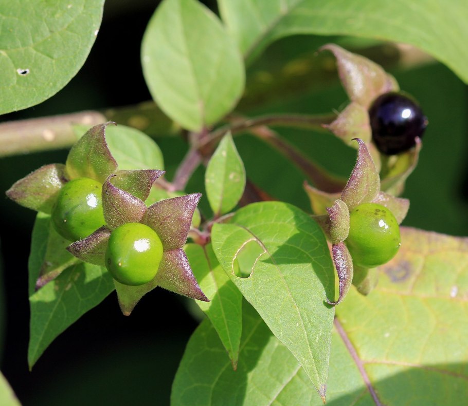 Красавка белладонна Atropa Belladonna