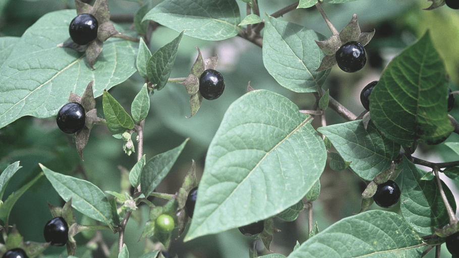 Белладонна красавка обыкновенная