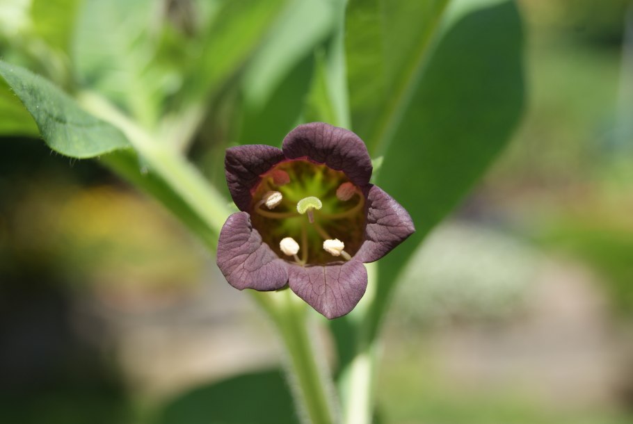 Atropa belladonna
