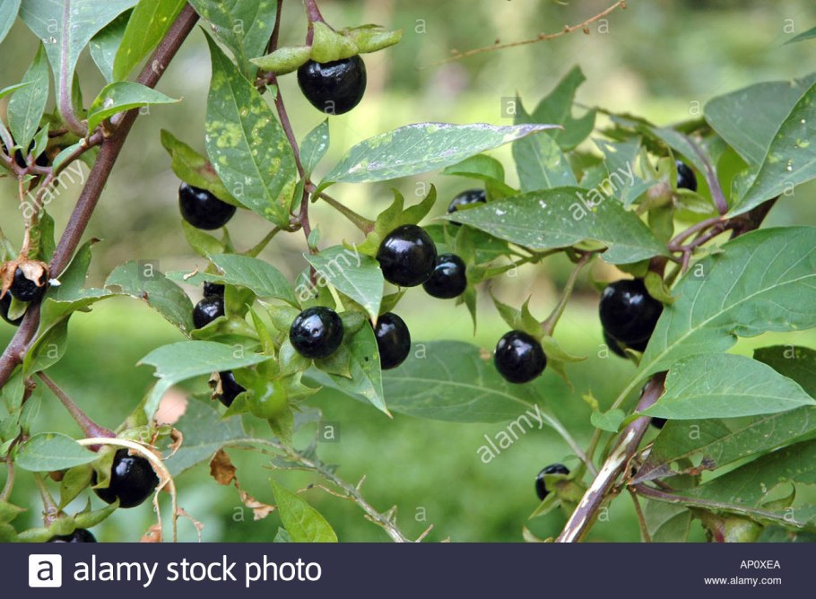 Атропа белладонна