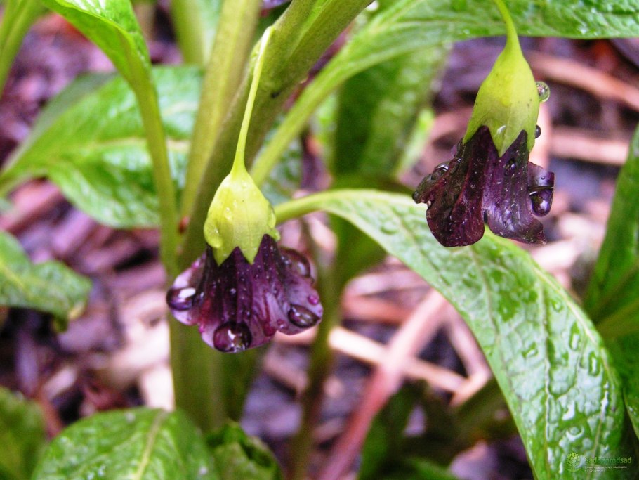 Скополия кавказская мандрагора