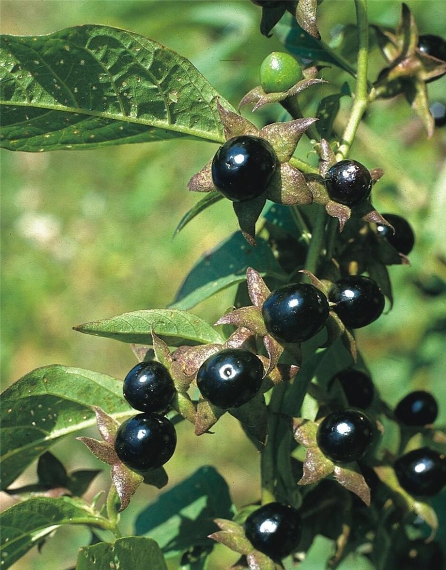 Deadly Nightshade растение