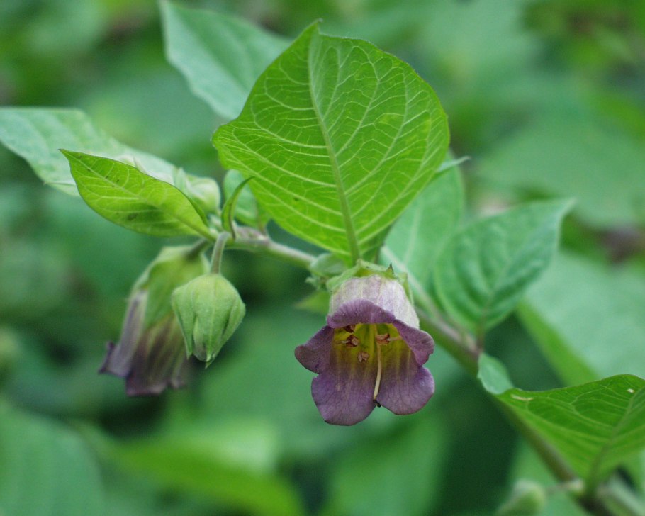 Белладонна ядовитое растение