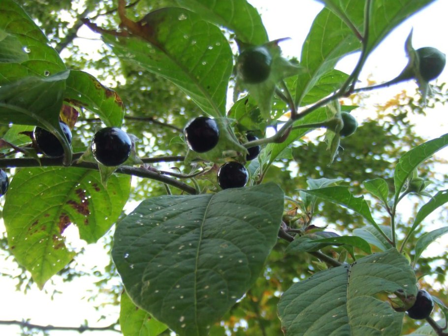 Атропа белладонна