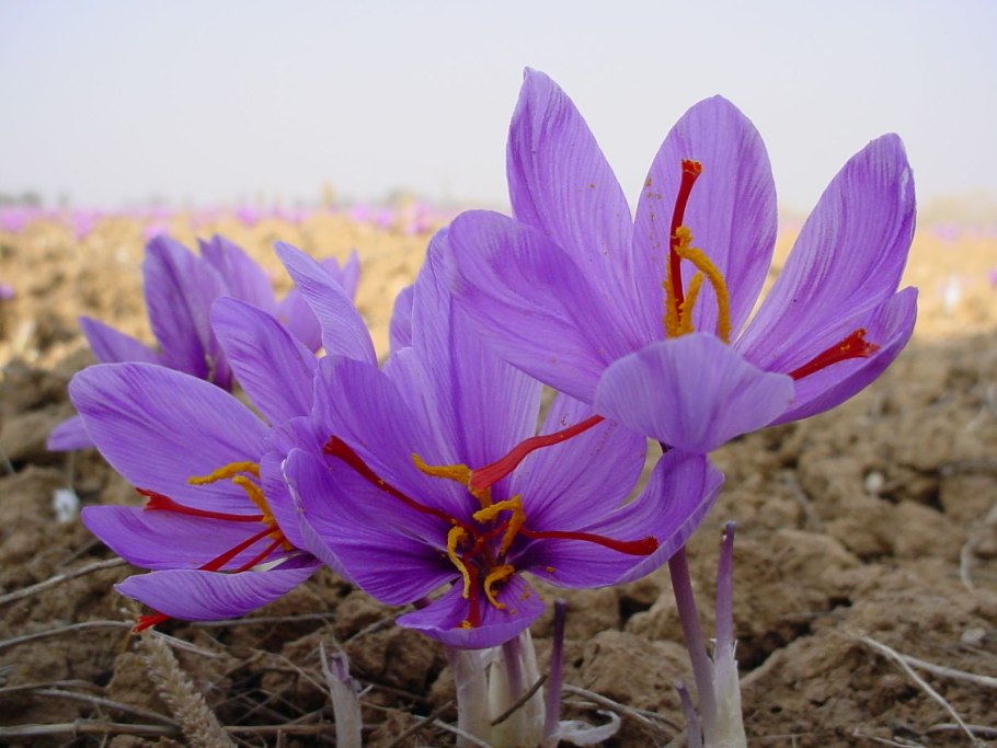 Шафран посевной (Crocus sativus)