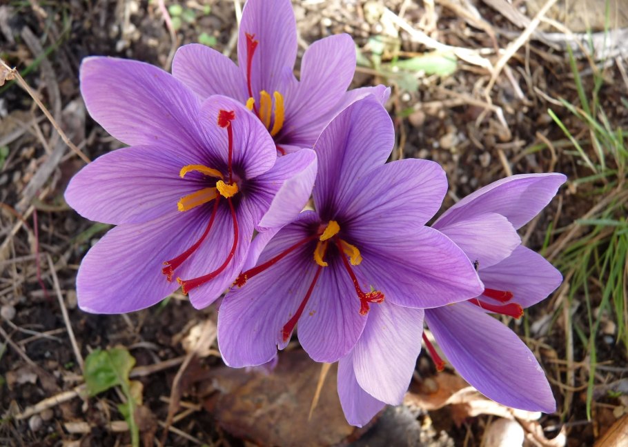 Крокус Шафран посевной 10 шт.