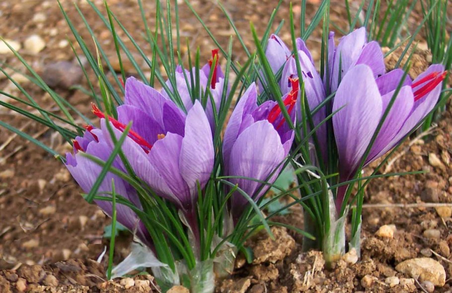 Шафран краситель