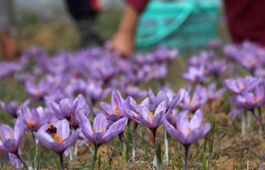 Крокус Шафран посевной