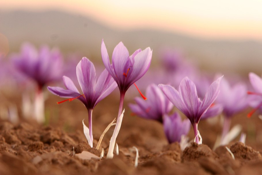 Saffron Flower