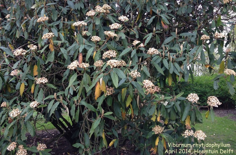 Семейство Адоксовые