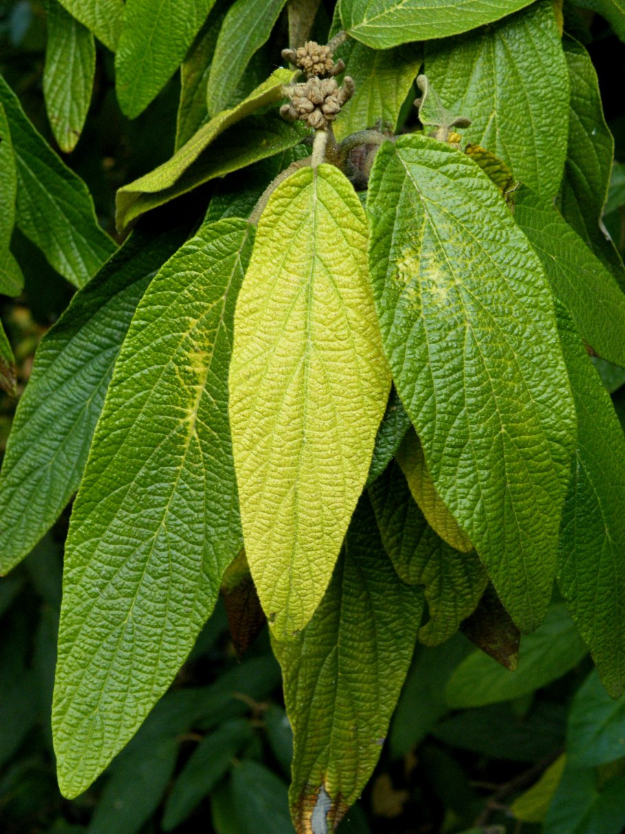 Viburnum rhytidophyllum Hemsl.