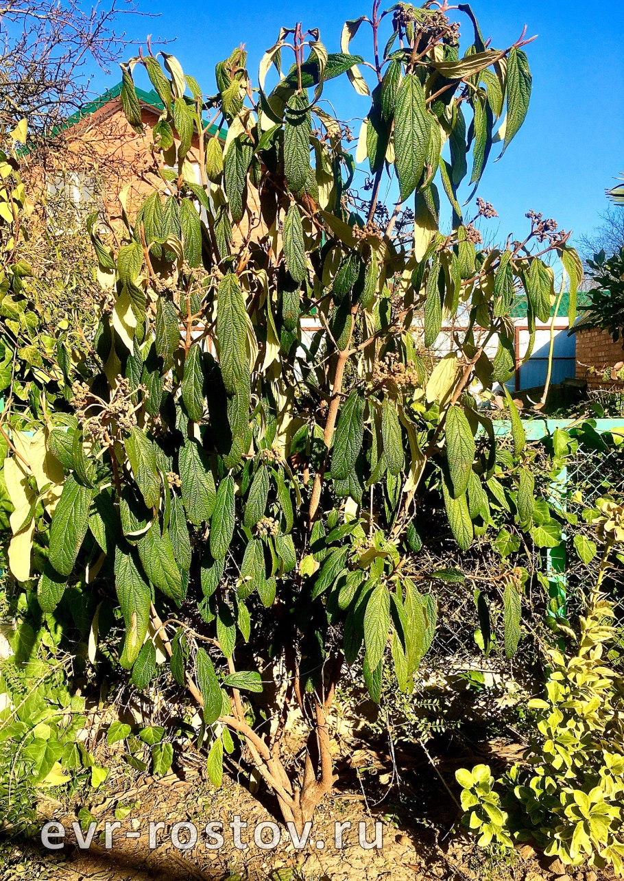 Opuntia ficus indica
