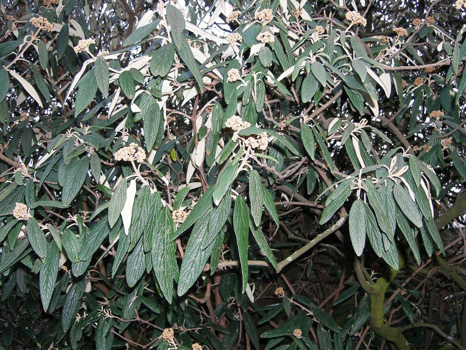 Rhytidophyllum tomentosum