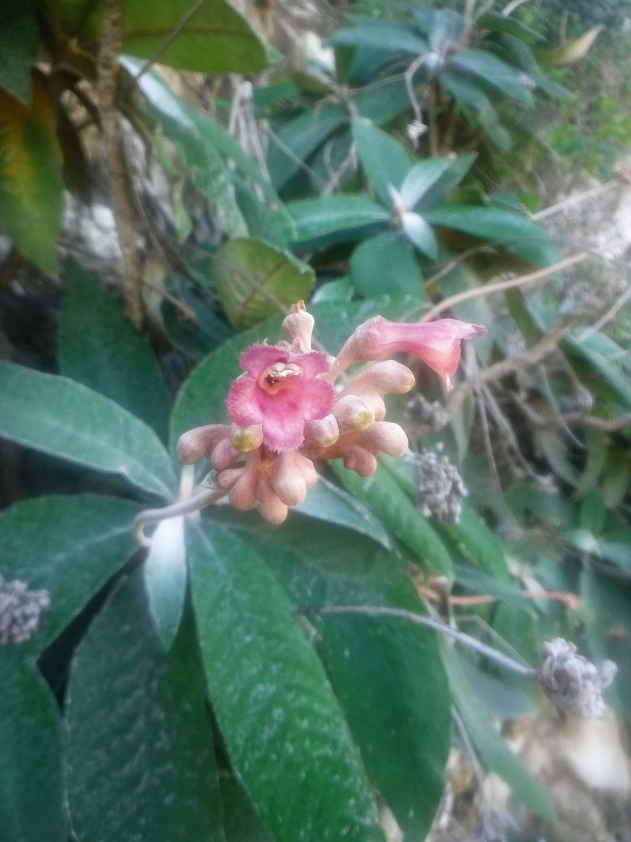 Rhytidophyllum leucomallon
