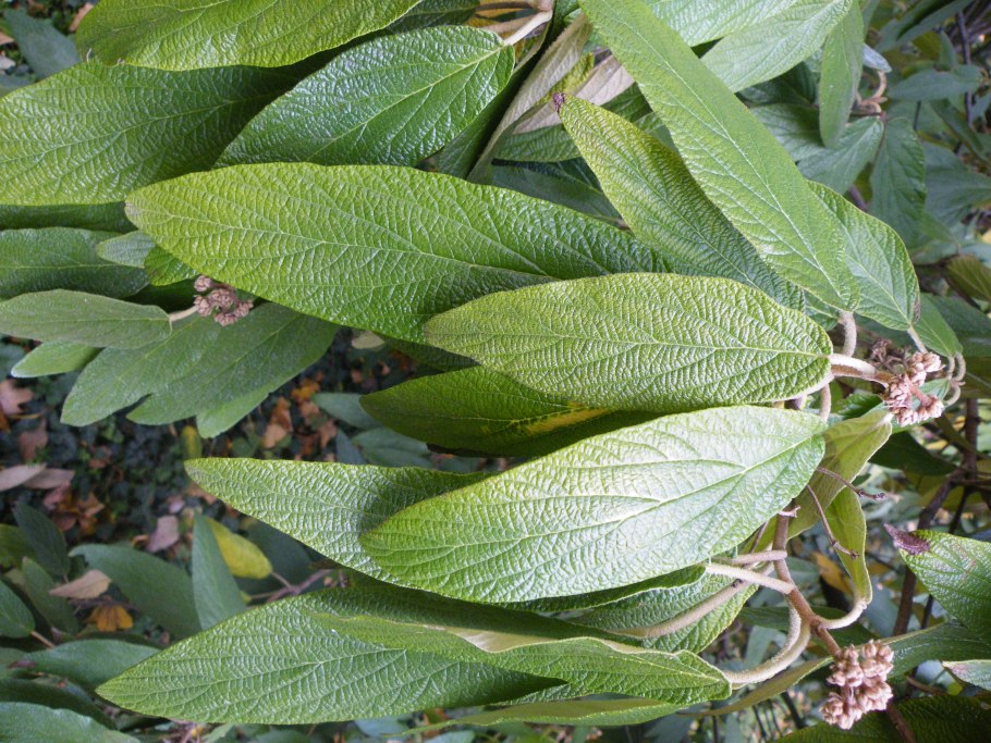 Viburnum rhytidophyllum