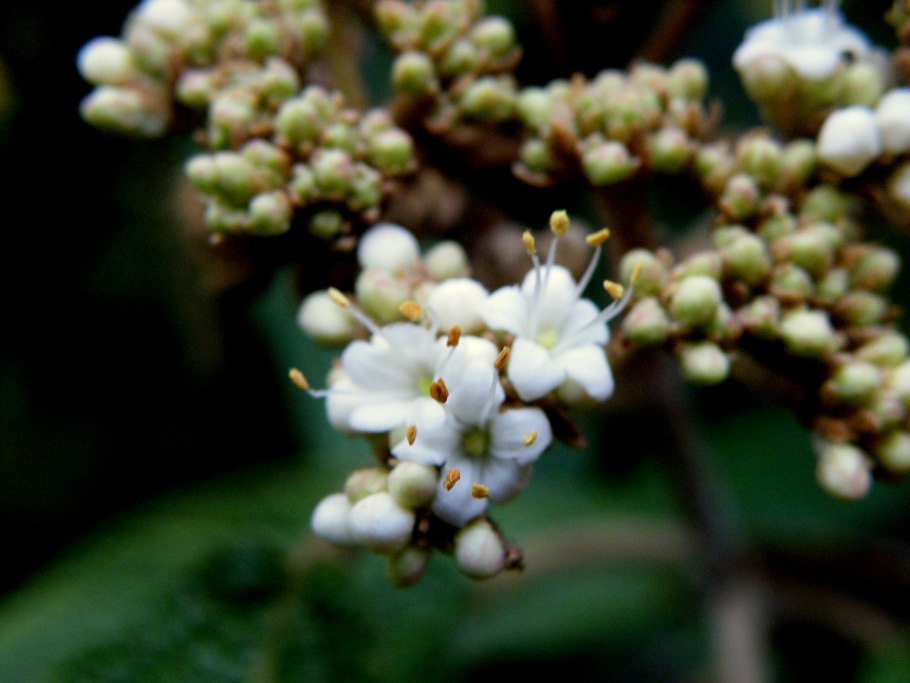 Viburnum rhytidophyllum f. Roseum