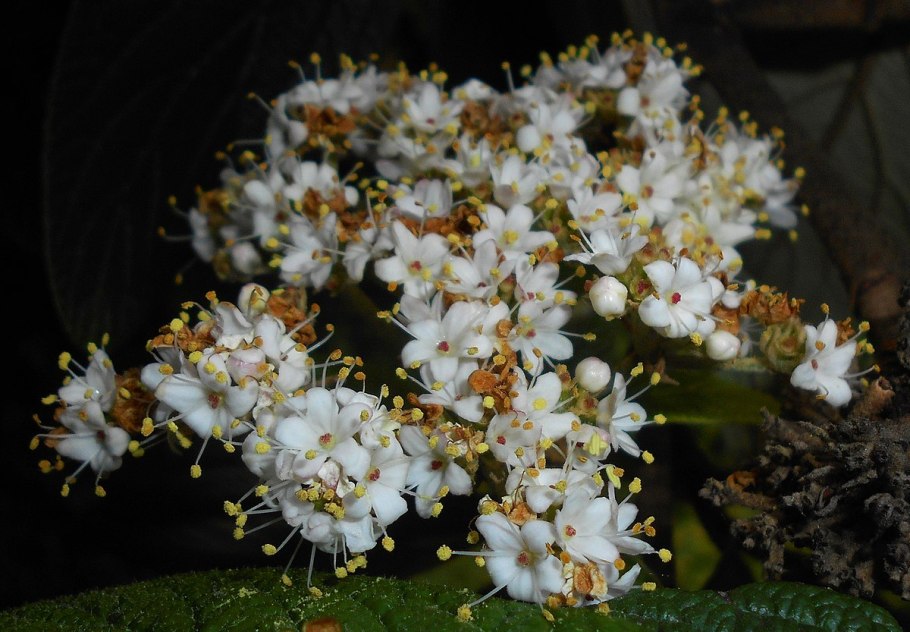 Калина обыкновенная соцветие