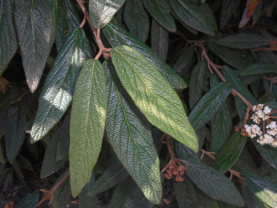 Калина морщинистолистная (Viburnum rhytidophyllum)