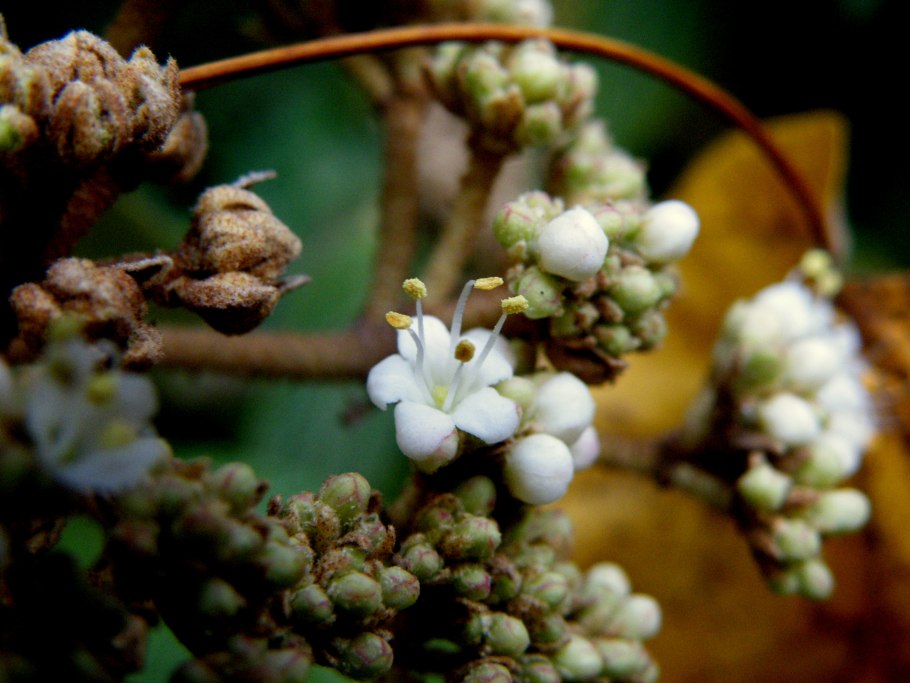 Калина морщинолистная