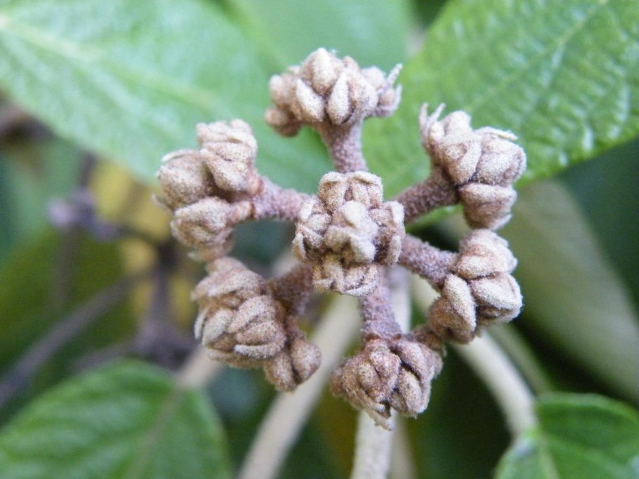 Калина морщинолистная