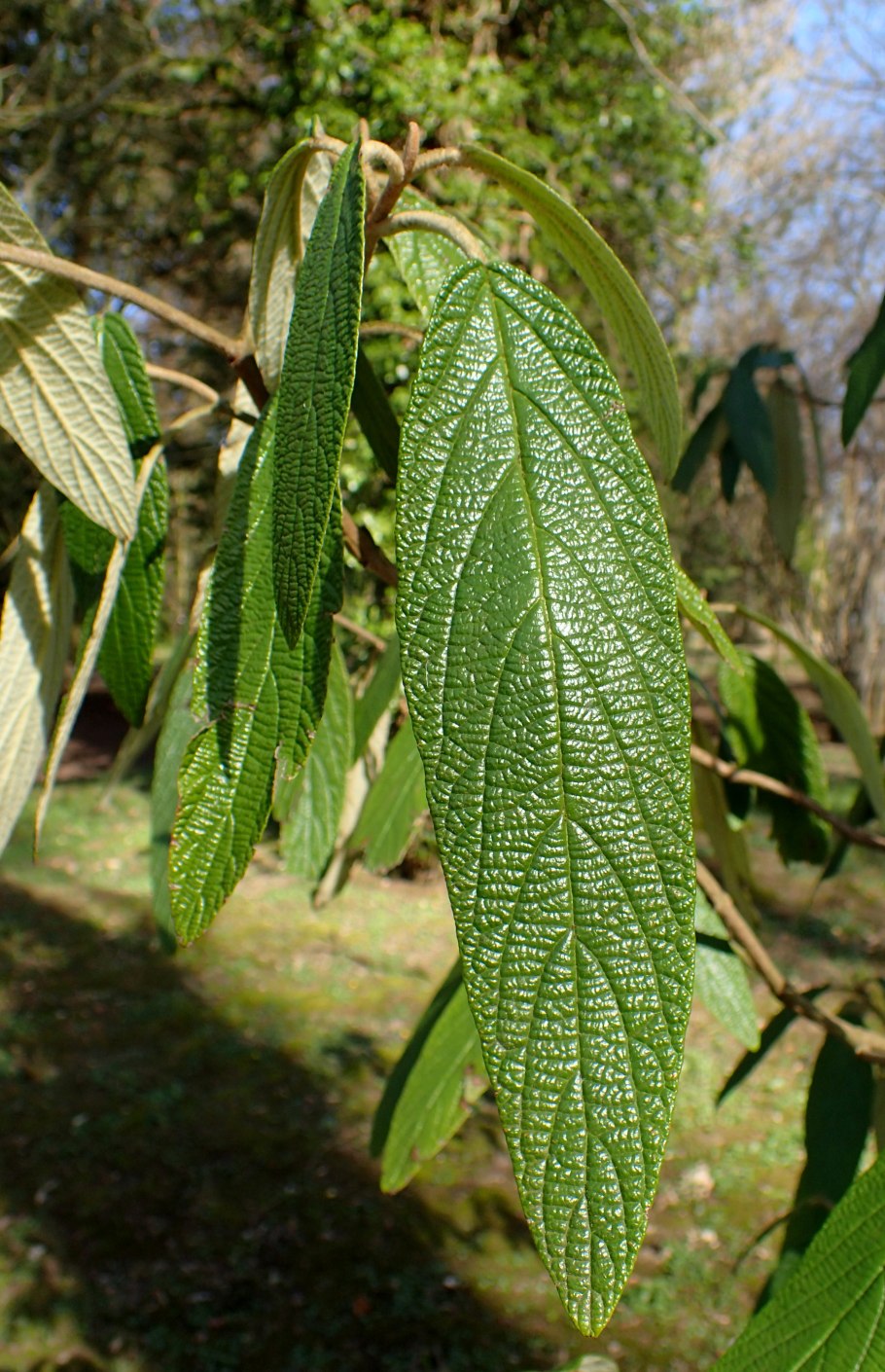 Debregeasia longifolia
