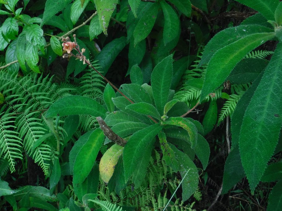 Rhytidophyllum auriculatum