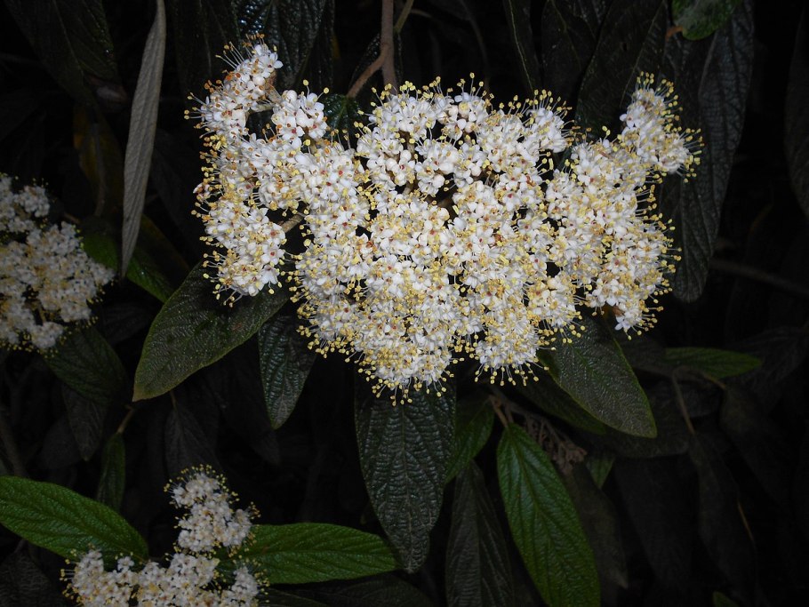 Viburnum trilobum