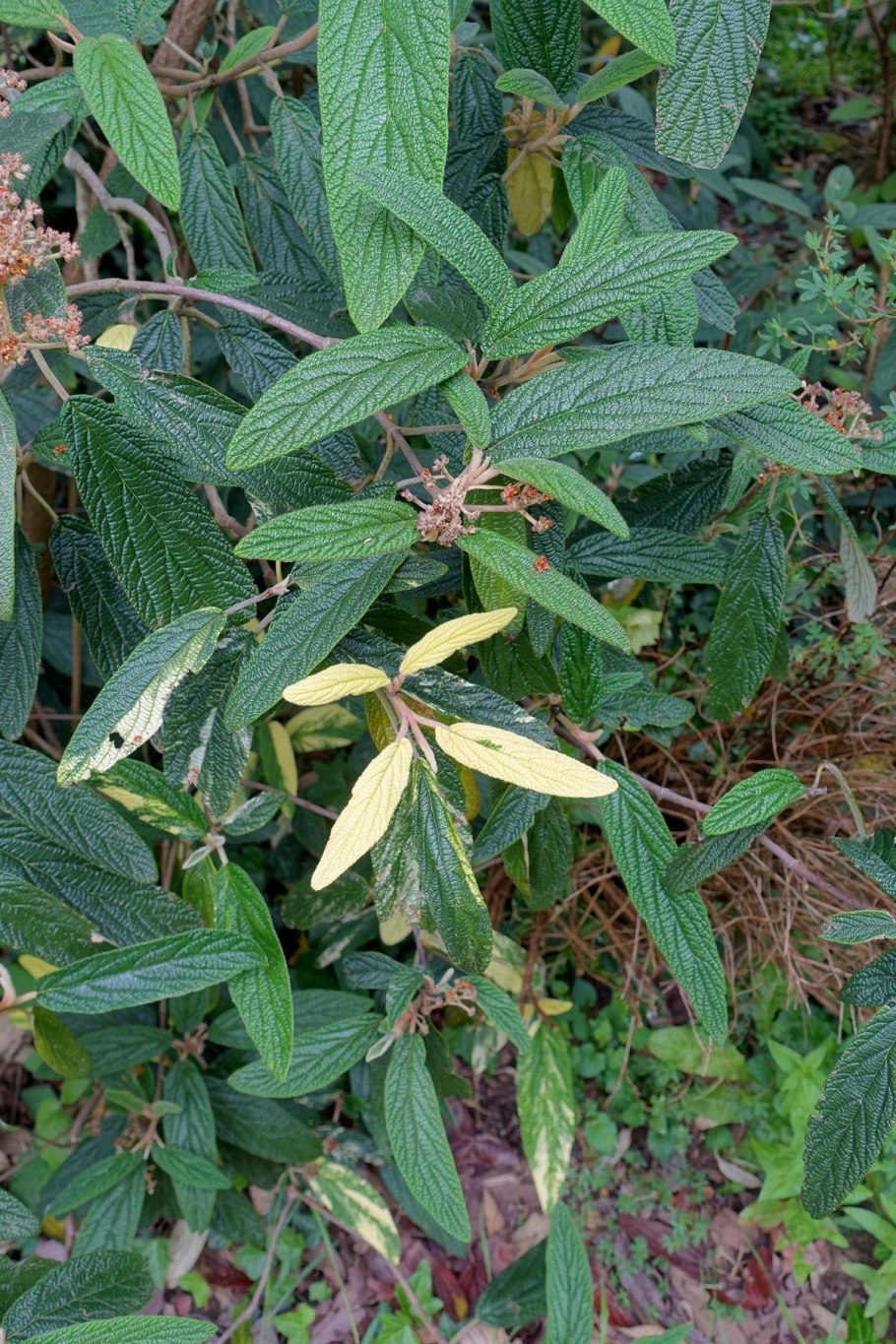 Viburnum rhytidophyllum