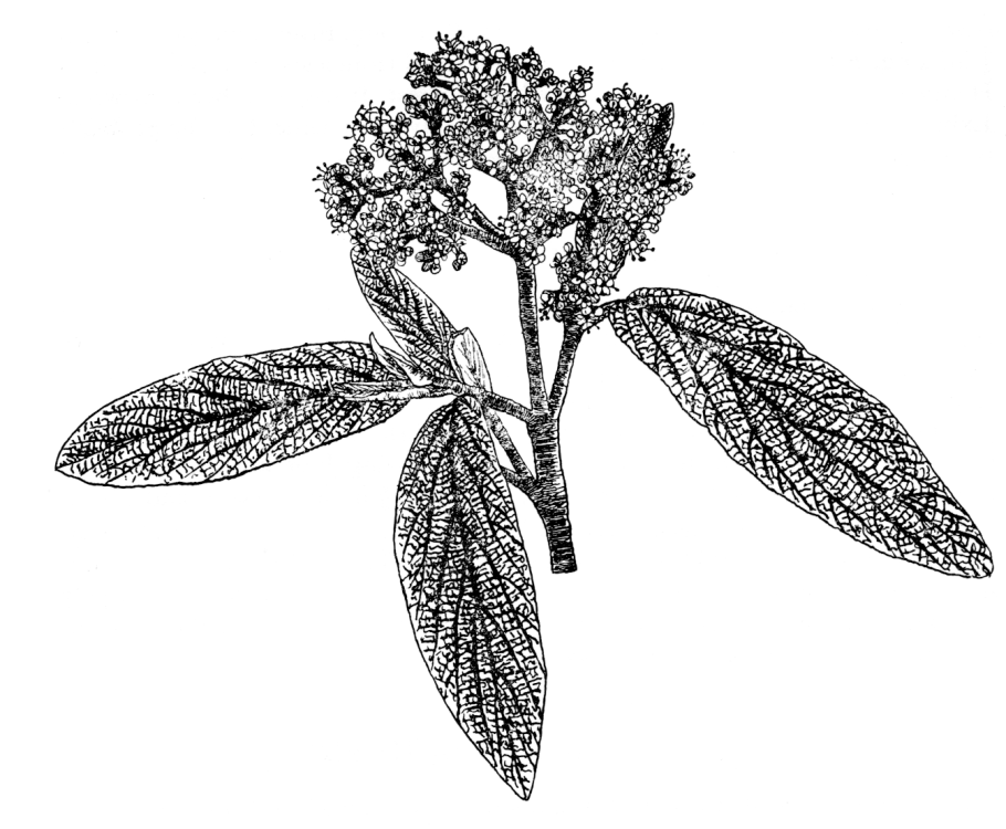 Цветки бузины черной