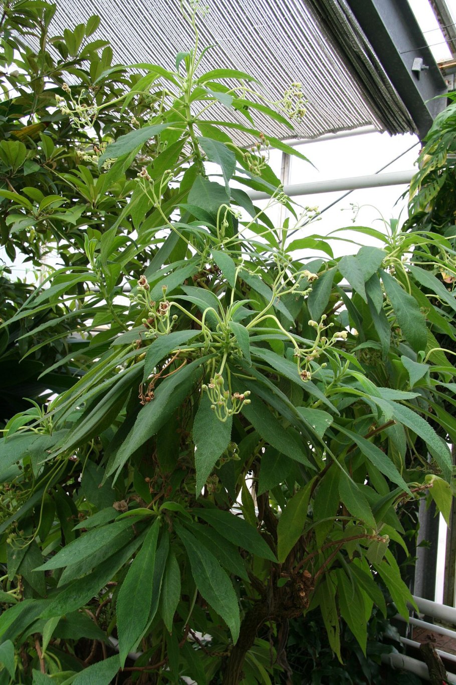 Rhytidophyllum tomentosum
