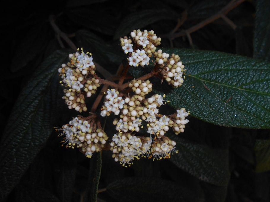 Viburnum lantana