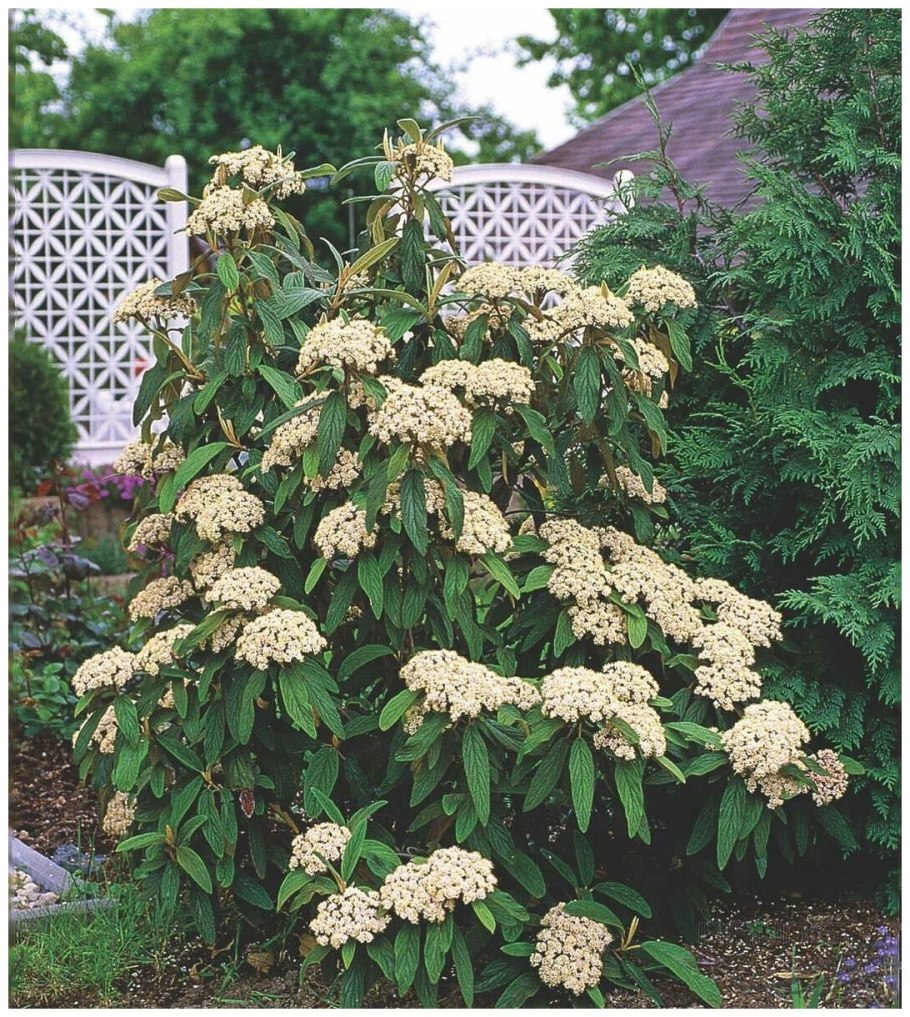 Калина морщинолистная