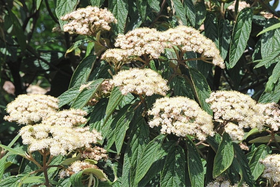 Viburnum cotinifolium