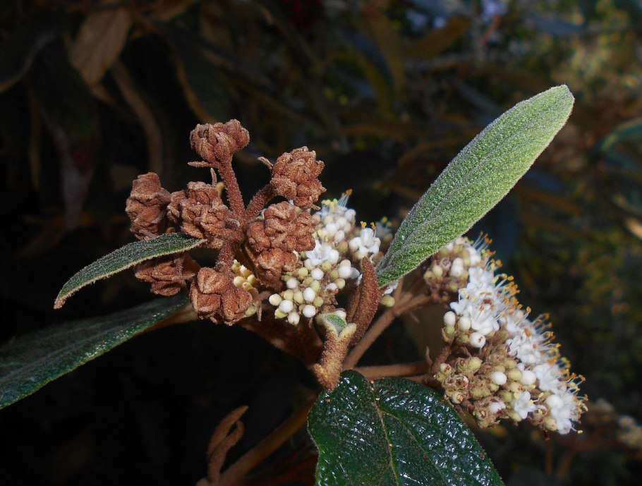 Калина морщинистолистная (Viburnum rhytidophyllum)